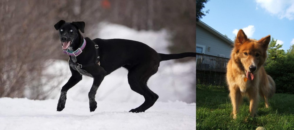 Karelo-Finnish Laika vs Eurohound - Breed Comparison