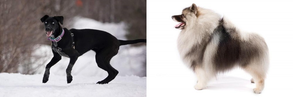 Keeshond vs Eurohound - Breed Comparison
