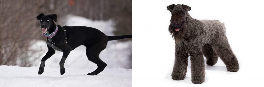 Kerry Blue Terrier vs Eurohound - Breed Comparison