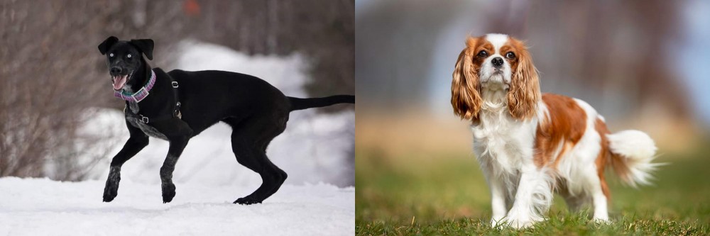 King Charles Spaniel vs Eurohound - Breed Comparison