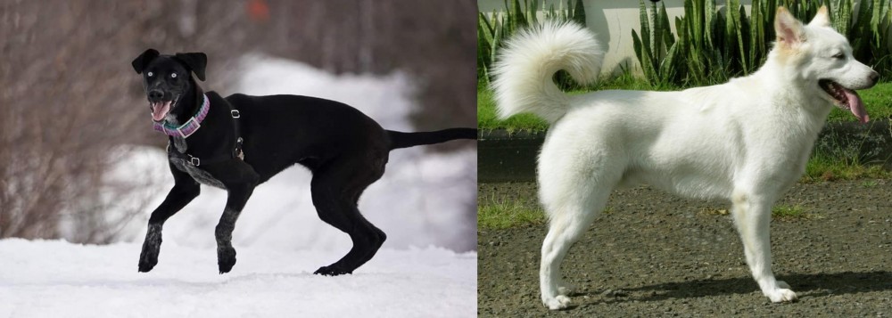 Kintamani vs Eurohound - Breed Comparison