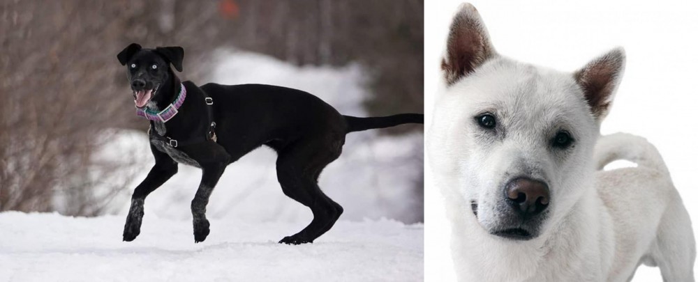 Kishu vs Eurohound - Breed Comparison