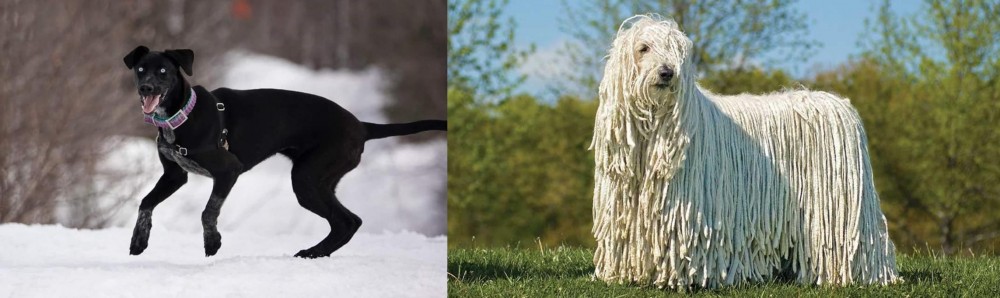 Komondor vs Eurohound - Breed Comparison