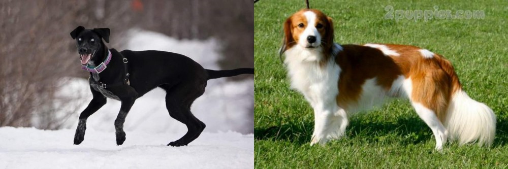 Kooikerhondje vs Eurohound - Breed Comparison