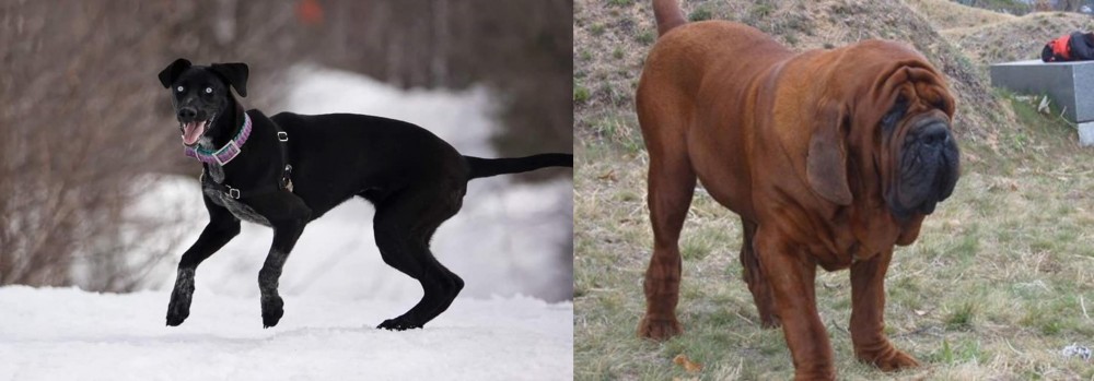 Korean Mastiff vs Eurohound - Breed Comparison