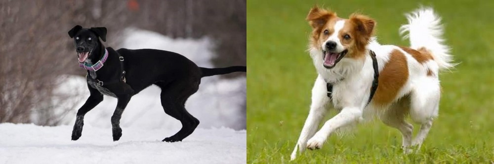 Kromfohrlander vs Eurohound - Breed Comparison