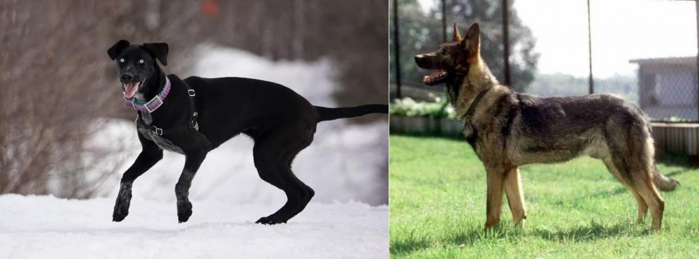 Kunming Dog vs Eurohound - Breed Comparison