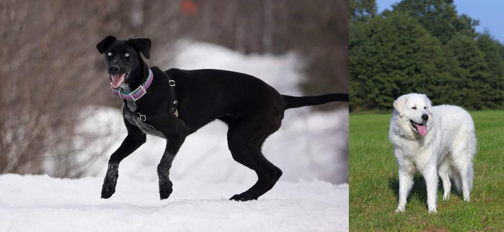 Kuvasz vs Eurohound - Breed Comparison