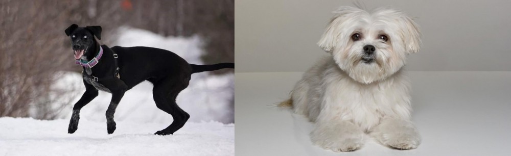 Kyi-Leo vs Eurohound - Breed Comparison