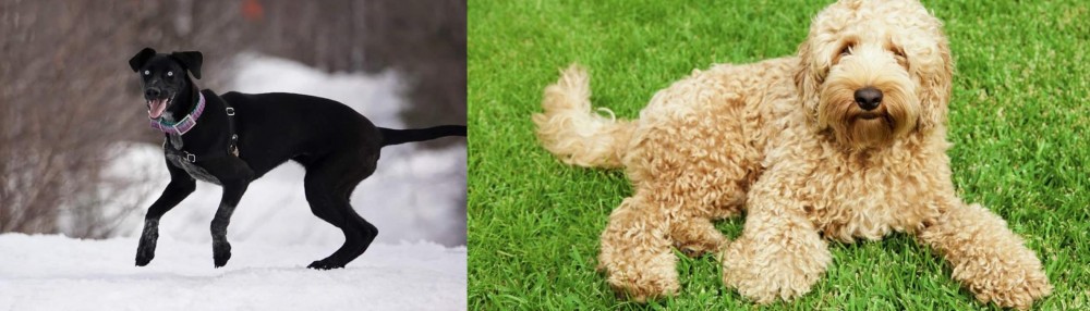 Labradoodle vs Eurohound - Breed Comparison