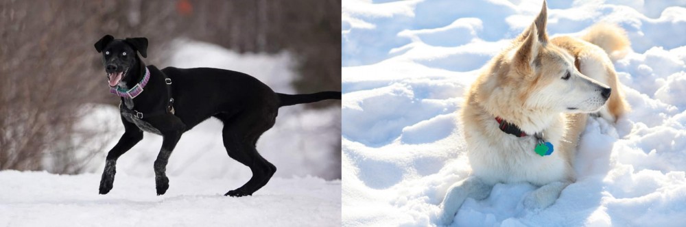 Labrador Husky vs Eurohound - Breed Comparison