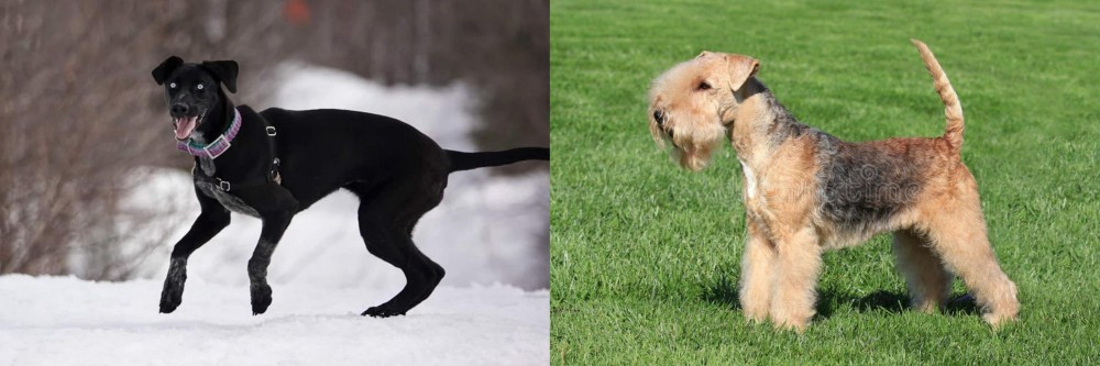 Lakeland Terrier vs Eurohound - Breed Comparison