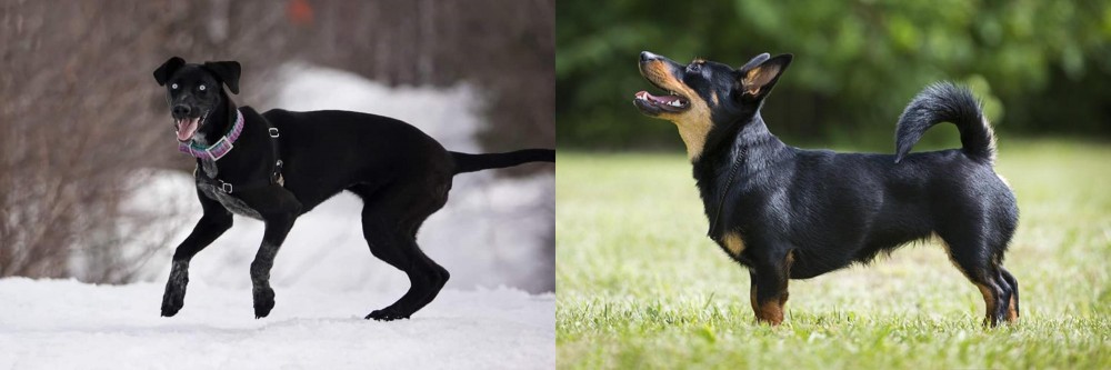 Lancashire Heeler vs Eurohound - Breed Comparison