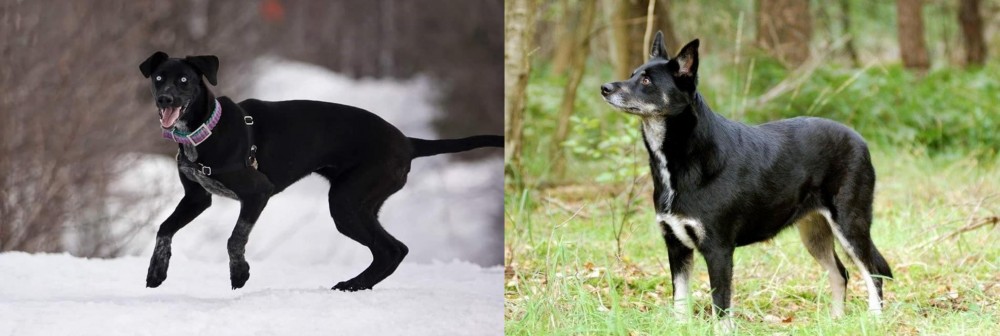 Lapponian Herder vs Eurohound - Breed Comparison
