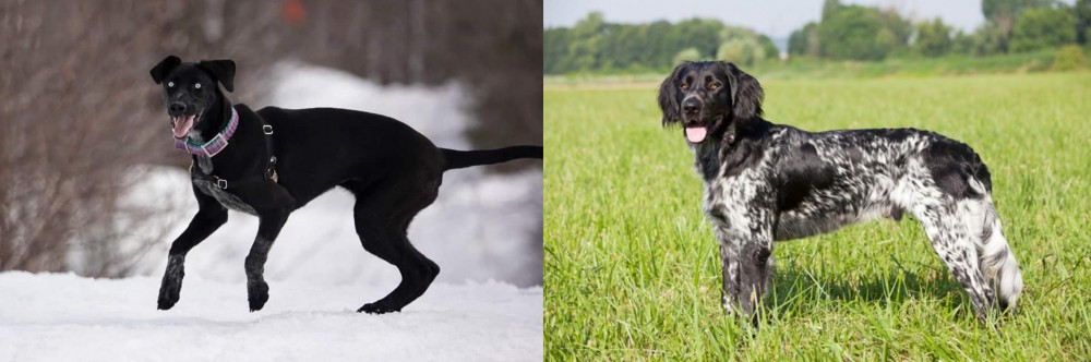 Large Munsterlander vs Eurohound - Breed Comparison