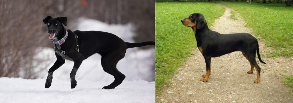 Latvian Hound vs Eurohound - Breed Comparison