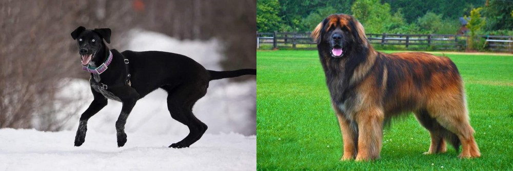 Leonberger vs Eurohound - Breed Comparison