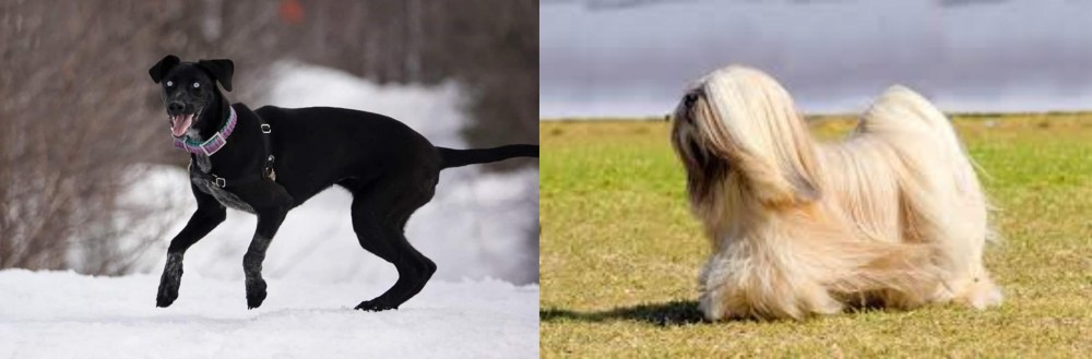 Lhasa Apso vs Eurohound - Breed Comparison