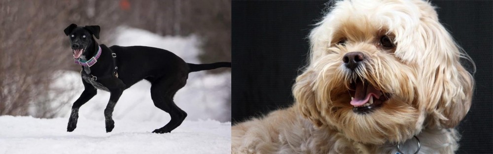 Lhasapoo vs Eurohound - Breed Comparison