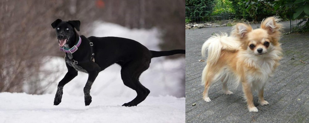Long Haired Chihuahua vs Eurohound - Breed Comparison