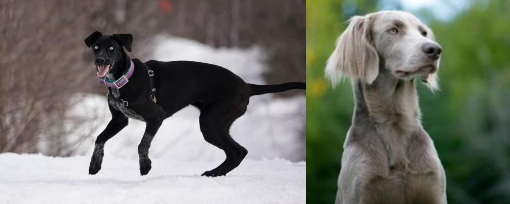 Longhaired Weimaraner vs Eurohound - Breed Comparison