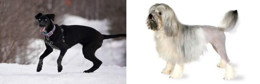 Lowchen vs Eurohound - Breed Comparison