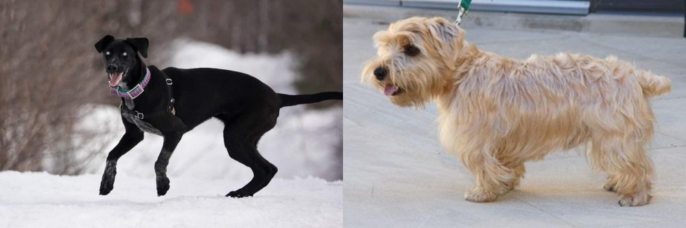 Lucas Terrier vs Eurohound - Breed Comparison