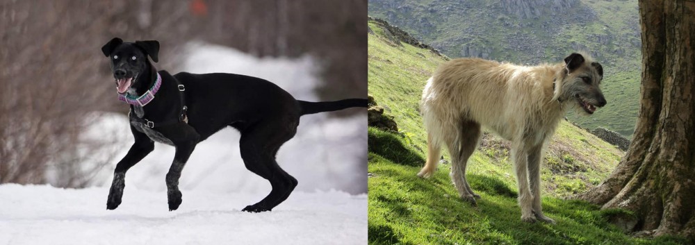 Lurcher vs Eurohound - Breed Comparison
