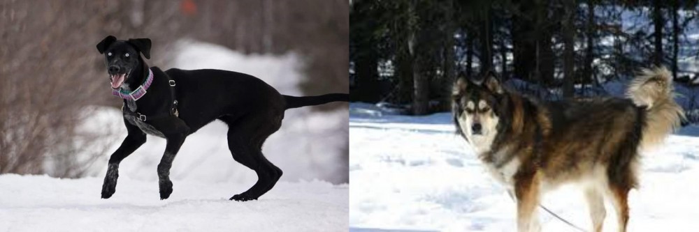 Mackenzie River Husky vs Eurohound - Breed Comparison