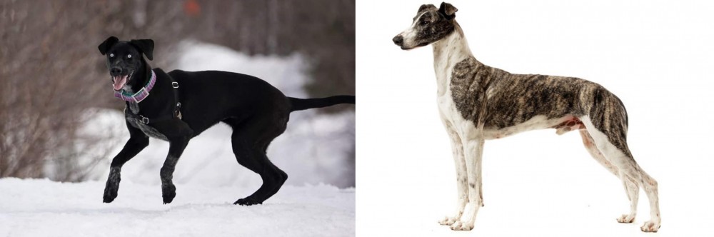 Magyar Agar vs Eurohound - Breed Comparison