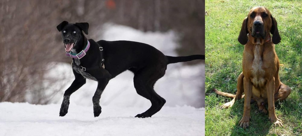 Majestic Tree Hound vs Eurohound - Breed Comparison
