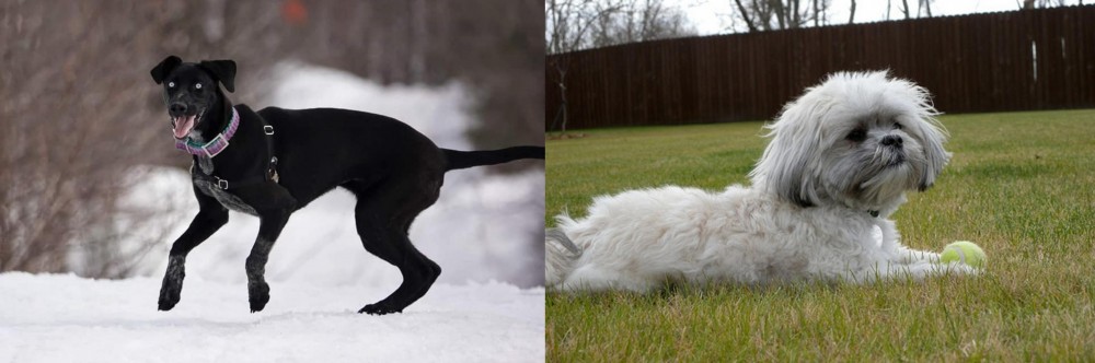 Mal-Shi vs Eurohound - Breed Comparison