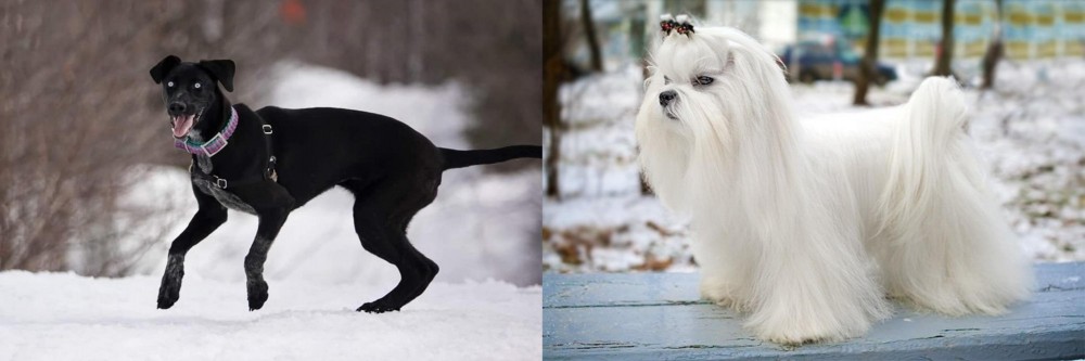 Maltese vs Eurohound - Breed Comparison