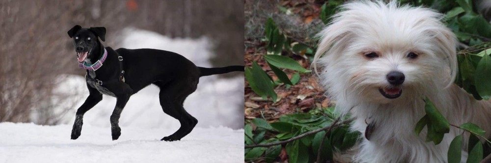 Malti-Pom vs Eurohound - Breed Comparison