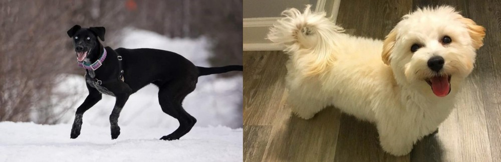 Maltipoo vs Eurohound - Breed Comparison