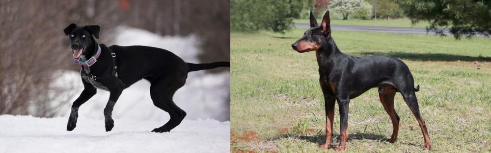 Manchester Terrier vs Eurohound - Breed Comparison