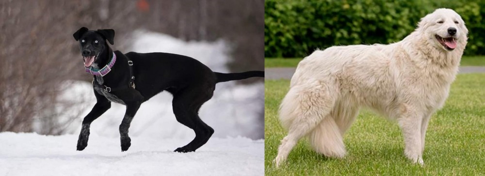 Maremma Sheepdog vs Eurohound - Breed Comparison