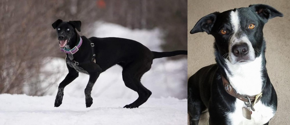 McNab vs Eurohound - Breed Comparison