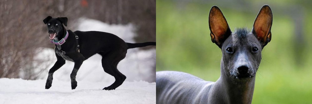 Mexican Hairless vs Eurohound - Breed Comparison