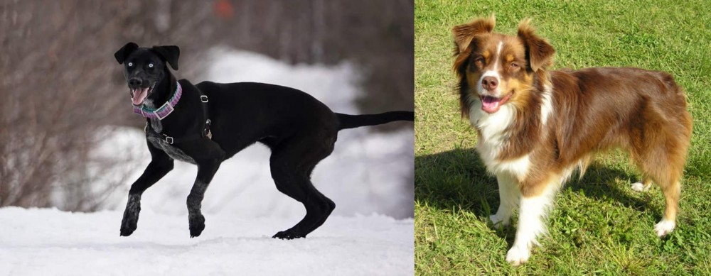 Miniature Australian Shepherd vs Eurohound - Breed Comparison