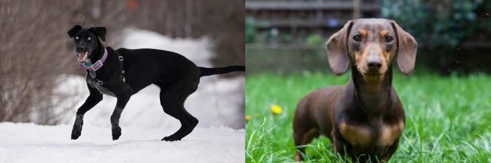 Miniature Dachshund vs Eurohound - Breed Comparison
