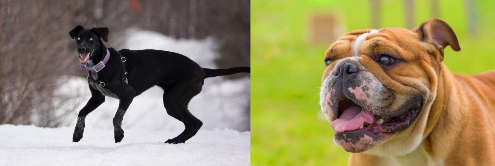 Miniature English Bulldog vs Eurohound - Breed Comparison