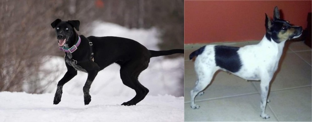 Miniature Fox Terrier vs Eurohound - Breed Comparison