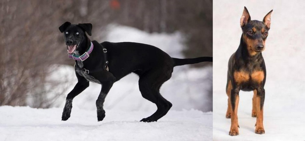 Miniature Pinscher vs Eurohound - Breed Comparison
