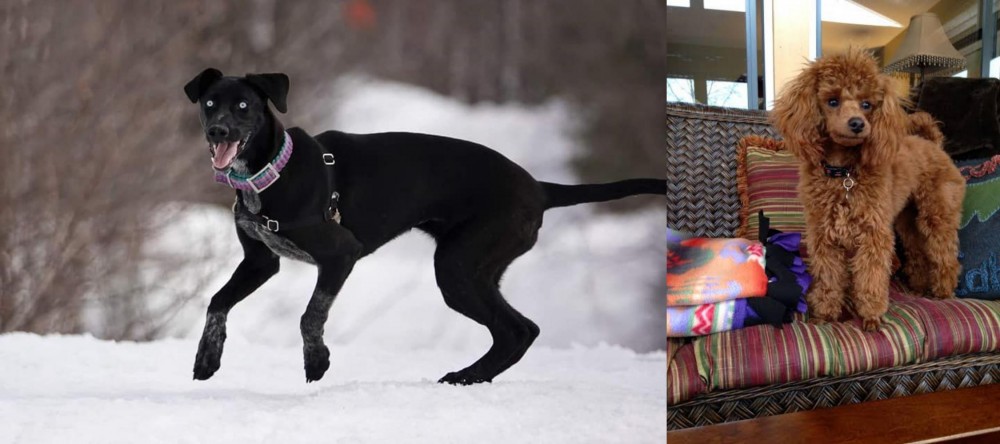 Miniature Poodle vs Eurohound - Breed Comparison