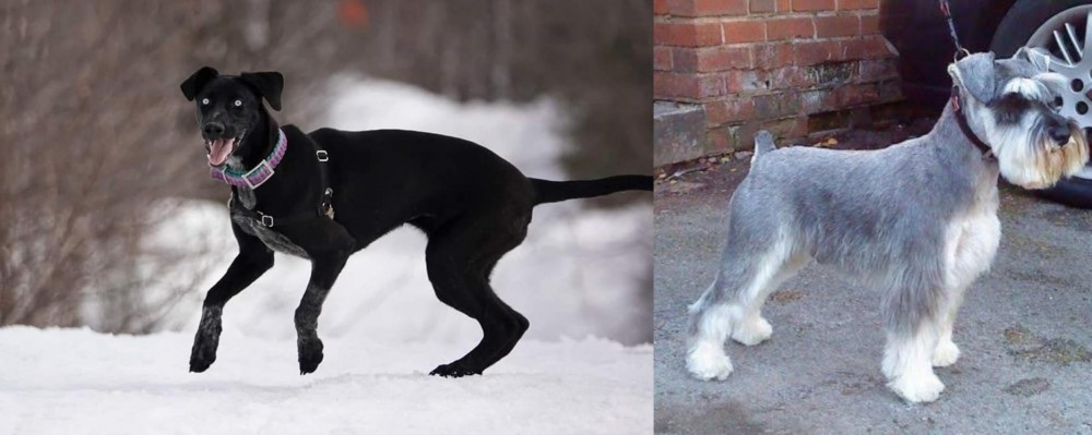 Miniature Schnauzer vs Eurohound - Breed Comparison
