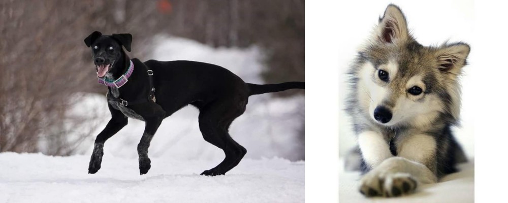Miniature Siberian Husky vs Eurohound - Breed Comparison