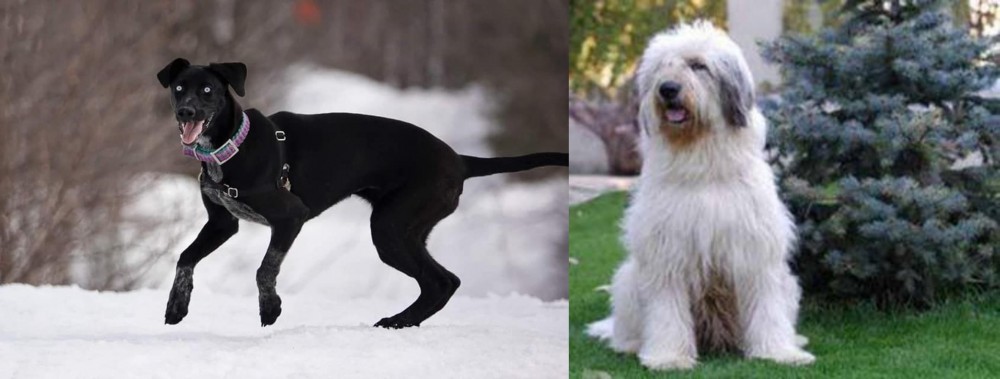 Mioritic Sheepdog vs Eurohound - Breed Comparison