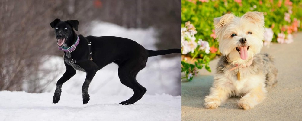 Morkie vs Eurohound - Breed Comparison