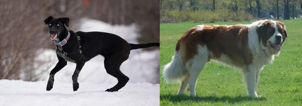 Moscow Watchdog vs Eurohound - Breed Comparison
